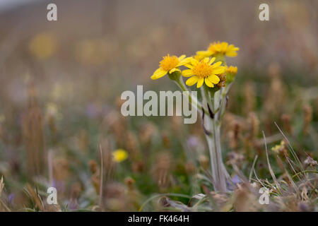 Fleawort spatulées Tephroseris integrifolia ssp maritima ; Sud de fleurs ; Pile ; UK Anglesey Banque D'Images