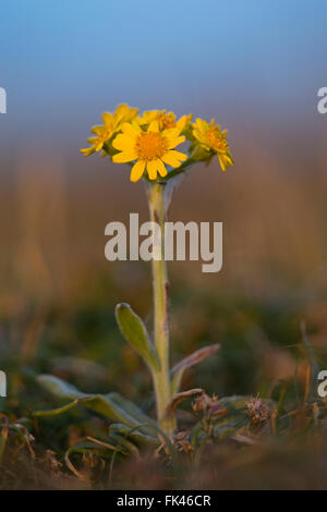 Fleawort spatulées Tephroseris integrifolia ssp maritima ; Sud de fleurs ; Pile ; UK Anglesey Banque D'Images