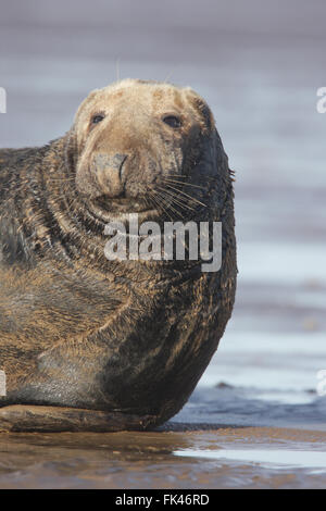 Un vieux mâle Atlantic de phoques gris (Halichoerus grypus) reposant sur la plage, Lincolnshire, Angleterre, Royaume-Uni. Banque D'Images