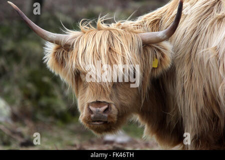 Highland cattle, close-up portrait, dans les landes du west Cornwall, Angleterre, Royaume-Uni. Banque D'Images