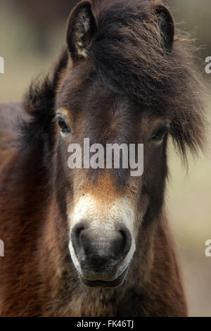 Le poney Exmoor Cornwall's moors à côté de St Ives, England, UK. Banque D'Images