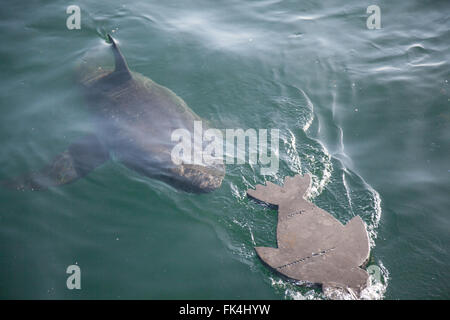 Grand requin blanc Carcharodon carcharias - - - aller après seal flotter dans l'océan Atlantique à False Bay, Cape Town, Afrique du Sud Banque D'Images