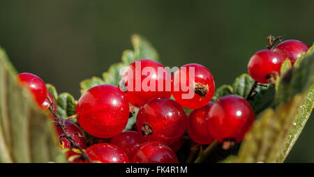 Macro, gros plan sur de groseille rouge, de groseille et de feuilles vertes. Fond vert sombre. Banque D'Images