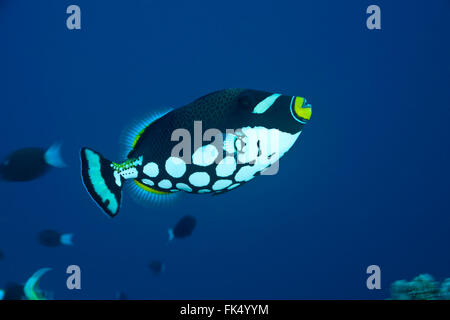 Balistoides conspicillum Clown triggerfish() Banque D'Images