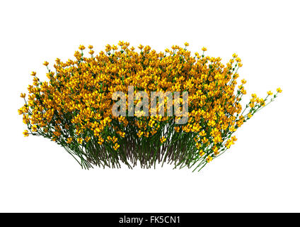 Genista hispanica fleurs isolé sur fond blanc Banque D'Images