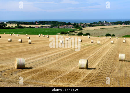 Domaine de balles de foin rondes à Norfolk en Angleterre Banque D'Images