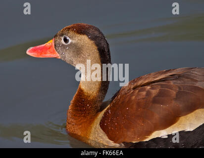 Bec rouge/noir Ventre (Dendrocygna autumnalis) Banque D'Images