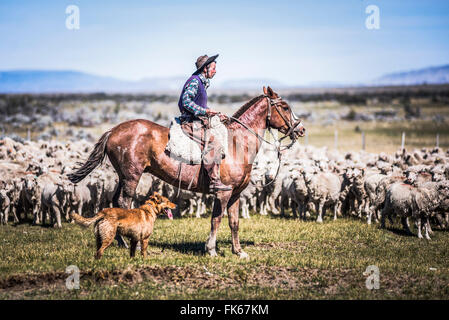 Gauchos de l'équitation à rassembler les moutons, El Chalten, Patagonie, Argentine, Amérique du Sud Banque D'Images