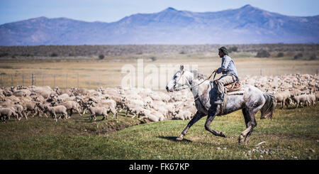 Gauchos de l'équitation à rassembler les moutons, El Chalten, Patagonie, Argentine, Amérique du Sud Banque D'Images