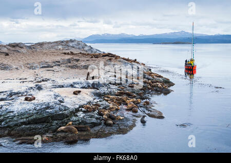 Canal de Beagle Bateau à voile observation d'colonie d'Otaries, Ushuaia, Tierra del Fuego, Patagonie, Argentine, Amérique du Sud Banque D'Images