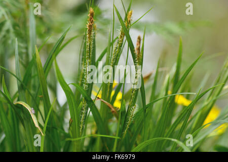 Bois (Carex sylvatica). De la famille Cyperaceae, poussant dans une forêt britannique Banque D'Images