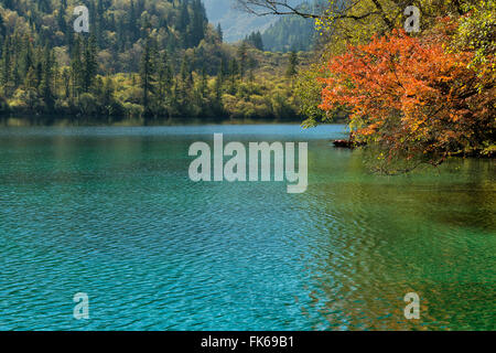 Lac Panda, Jiuzhaigou National Park, site du patrimoine mondial de l'UNESCO, dans la province du Sichuan, Chine, Asie Banque D'Images