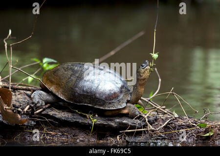 Rivière Noire (tortue Rhinoclemmys funerea), Limon, Costa Rica, Amérique Centrale Banque D'Images