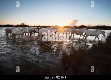 Chevaux blancs sauvages au coucher du soleil, Camargue, France, Europe Banque D'Images