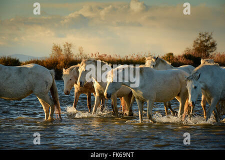 Chevaux blancs sauvages, Camargue, France, Europe Banque D'Images