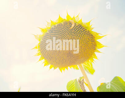 Dans la tête de tournesol solitaire soleil, France, Europe Banque D'Images