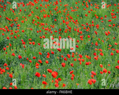 Des coquelicots sauvages dans un champ, Suffolk, Angleterre, Royaume-Uni, Europe Banque D'Images
