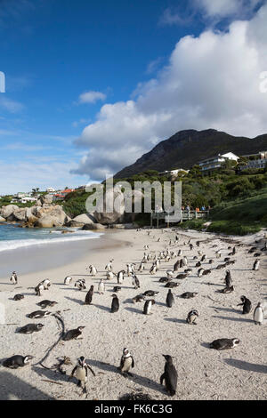 Pingouins africains (Spheniscus demersus) sur Foxy Beach, parc national de Table Mountain, Simon's Town, Cape Town, Afrique du Sud Banque D'Images