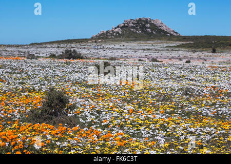 Printemps fleurs sauvages, section Postberg, West Coast National Park, Western Cape, Afrique du Sud, l'Afrique Banque D'Images