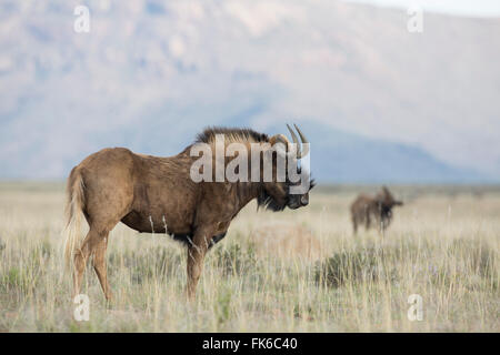 Le gnou (Connochaetes gnou noir), Mountain Zebra National Park, Afrique du Sud, l'Afrique Banque D'Images