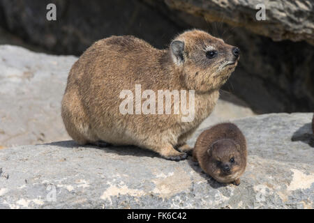 Hyrax (Rock dassie (Procavia capensis)), avec bébé, réserve naturelle De Hoop, Western Cape, Afrique du Sud, l'Afrique Banque D'Images