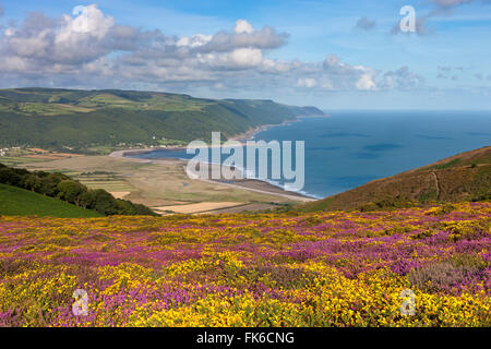 Heather fleurs et les ajoncs sur Bossington Hill, avec vue sur la baie au-delà de Porlock, Exmoor, Somerset, England, United Kingdom Banque D'Images