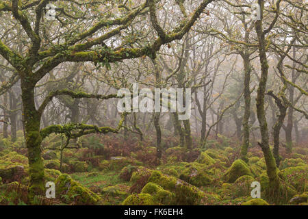 Arbres couverts de mousse dans Wistman's Wood, Dartmoor National Park, Devon, Angleterre, Royaume-Uni, Europe Banque D'Images