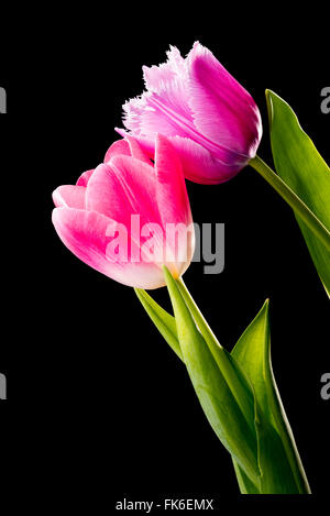 Libre d'une frange rose tulipe, tulipa crispa, et une tulipe rouge sur fond noir Banque D'Images