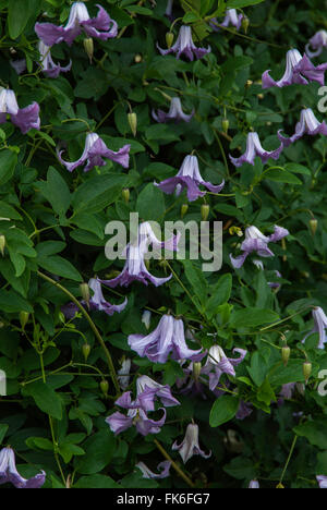 Clematis viticella 'Betty Corning Banque D'Images