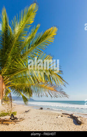 Palmiers sur cette belle plage de surf près de Mal Pais, loin au sud de la Péninsule de Nicoya, Santa Teresa, Puntarenas, Costa Rica Banque D'Images