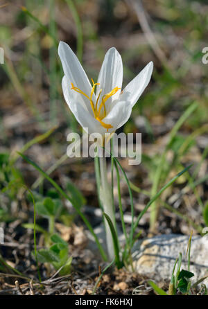 Chypre - Crocus Crocus veneris Lampe Floraison Automne endémique Banque D'Images