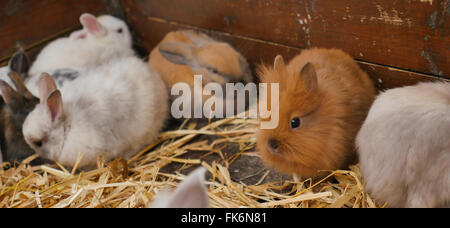 Jolies Jeunes lapins en fort Banque D'Images