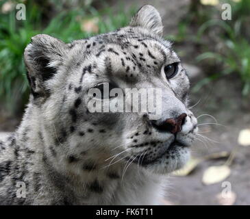 Snow Leopard fermer jusqu'à un zoo au Canada Banque D'Images