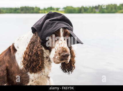 Springer spaniel avec cap Banque D'Images