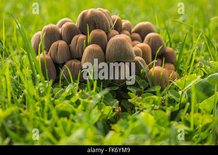 Champignons bruns bombés profonds sur l'herbe dans un groupe bien emballé. Image de niveau d'herbe au format paysage. Bonnets bruns à rainures profondes diverses hauteurs botte surpeuplée. Banque D'Images