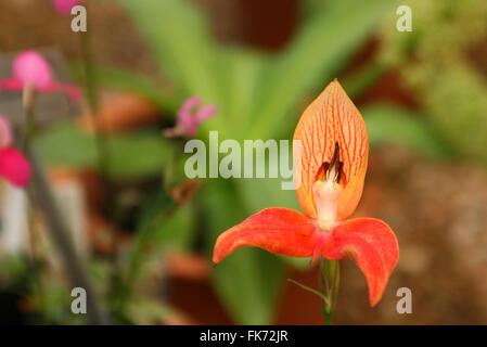 Disa disa (Orchidée rouge uniflora) croissant sur Table Mountain, Cape Town, Afrique du Sud Banque D'Images