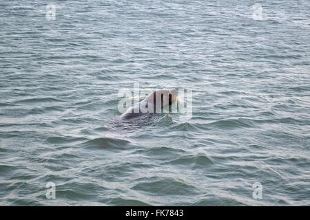 Loup de Mer - port de Paita. .Département de Piura au Pérou Banque D'Images