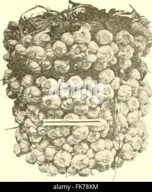 "Éléments d'agriculture Philippine' (1908) Banque D'Images