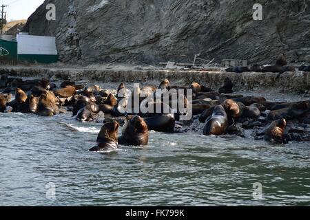 Loup de Mer - port de Paita. .Département de Piura au Pérou Banque D'Images