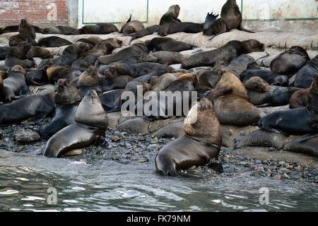 Loup de Mer - port de Paita. .Département de Piura au Pérou Banque D'Images