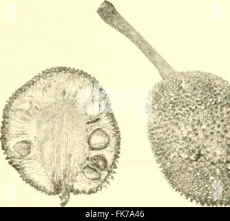 "Éléments d'agriculture Philippine' (1908) Banque D'Images