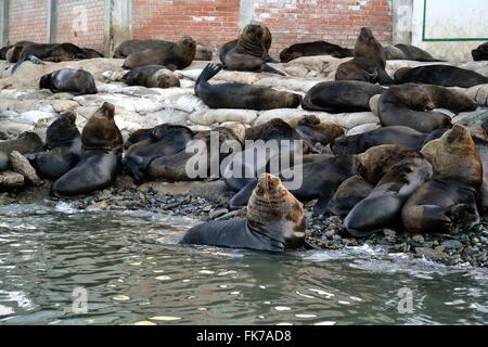 Loup de Mer - port de Paita. .Département de Piura au Pérou Banque D'Images