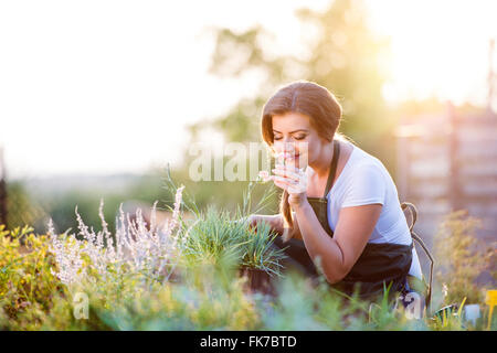 Jeune jardinier dans jardin de fleurs odorantes, nature ensoleillée Banque D'Images