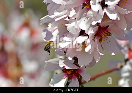 Abeille sur une fleur de l'amandier Banque D'Images