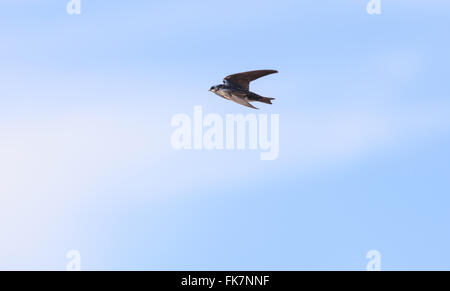 Blue Tree Swallow Tachycineta bicolor, oiseaux, survole le sanctuaire de faune de San Joaquin, Southern California, United States Banque D'Images