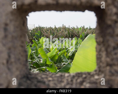 Bananeraie dans Tenerife Espagne, vu à travers une ouverture carrée dans les murs en béton qui l'entourent Banque D'Images