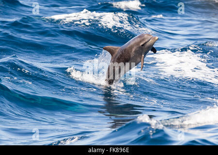 Grand dauphin (Tursiops truncatus) sautant hors de l'eau en face de Los Gigantes, l'Atlantique, Tenerife, Îles Canaries Banque D'Images