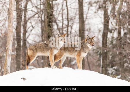 Les Coyotes dans un paramètre d'hiver Banque D'Images