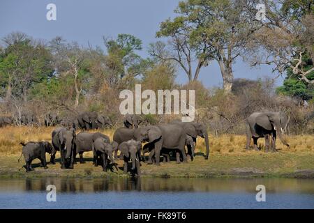 Elephant (Loxodonta africana) troupeau sur la rivière Cuando, Bwabwata National Park, région du Zambèze, bande de Caprivi, en Namibie Banque D'Images