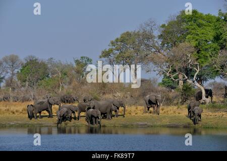 Elephant (Loxodonta africana) troupeau sur la rivière Cuando, Bwabwata National Park, région du Zambèze, bande de Caprivi, en Namibie Banque D'Images